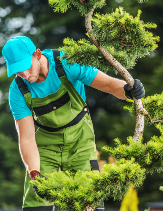 hedge trimming - man trimming tree