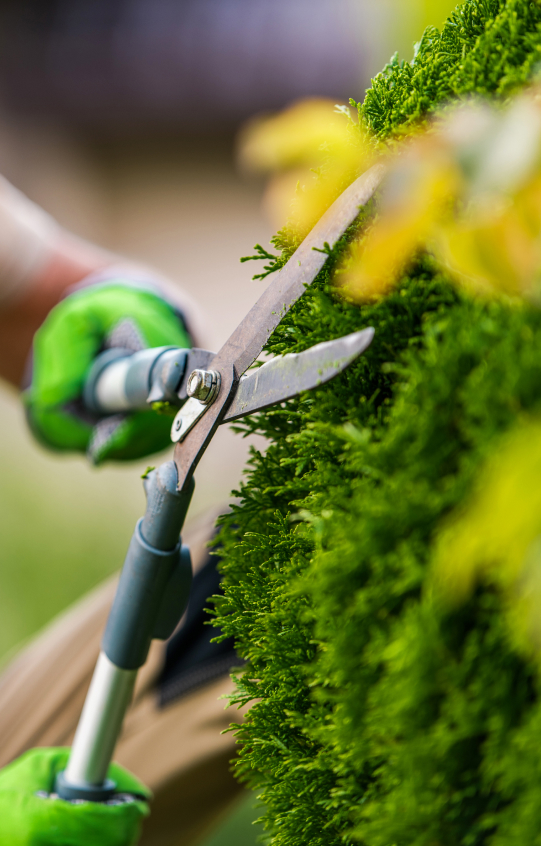 hedge trimming sunshine coast - sheers triming hedges