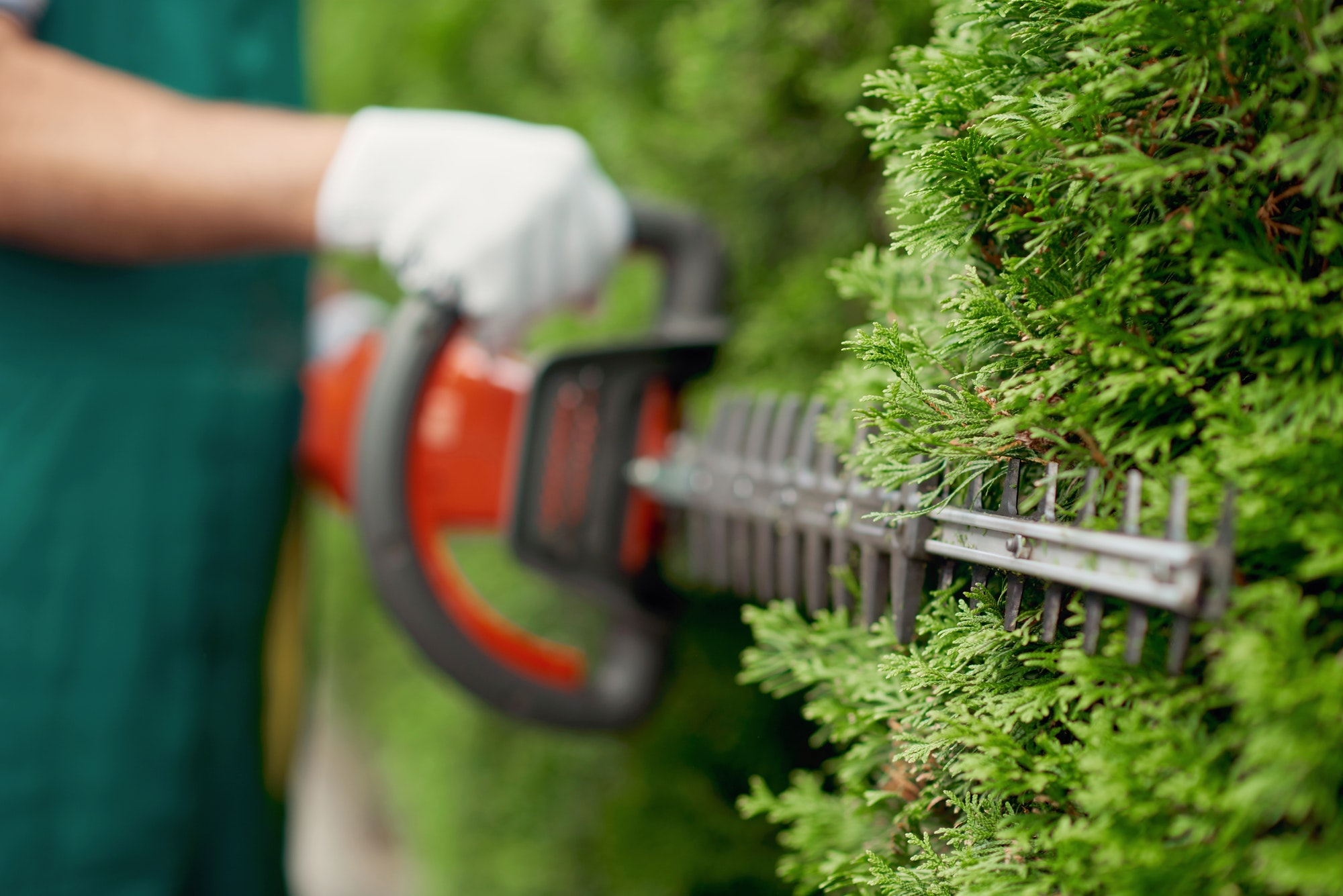 Hedge Trimming Sunshine Coast - Male gargener trimming hedge using special tool