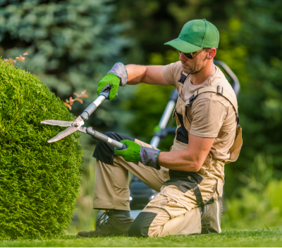 hedge trimming and pruning - gardener cutting bush