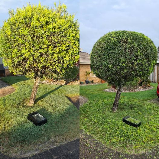 Benefits of Professional Lawn Care Services - before and after of hedge trimming