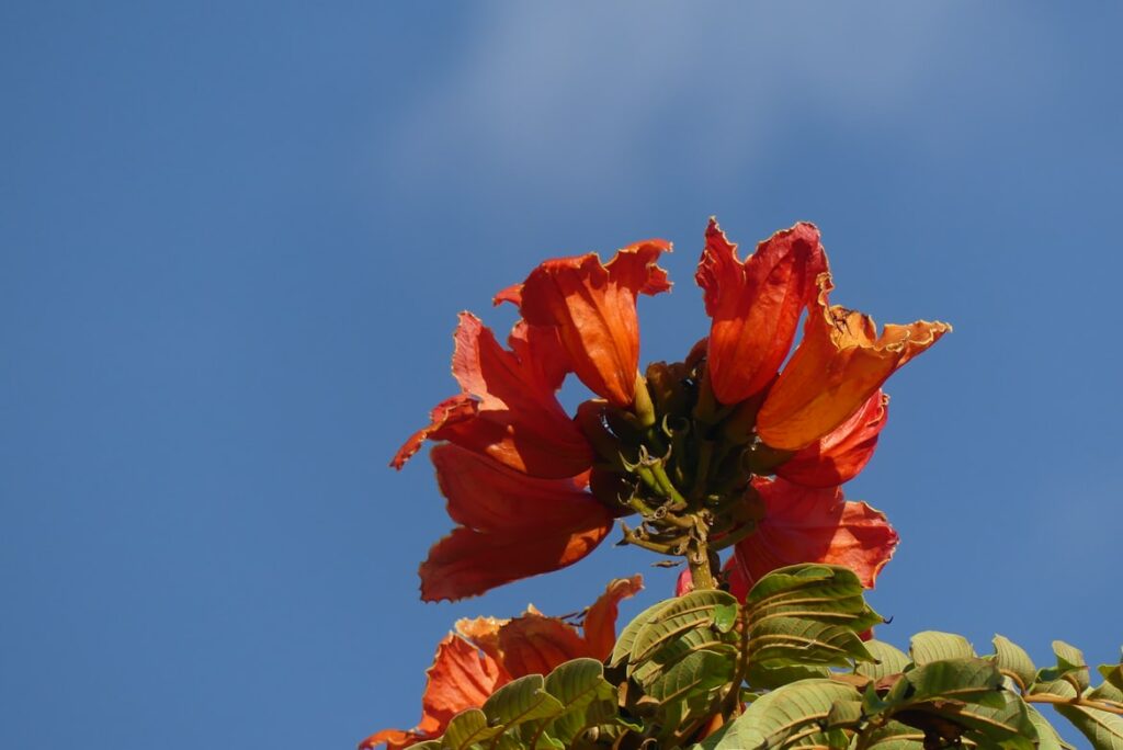 Grow Native Plants In Your Garden - Orange Flower shot from below