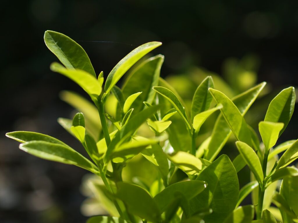 Grow Native Plants In Your Garden - closeup of green leaves