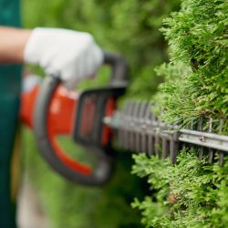 Hedge Trimming Sunshine Coast - Male gargener trimming hedge using special tool
